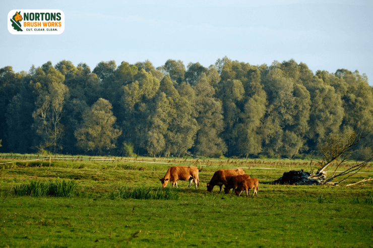 Pasture and ranch land clearing for agricultural use
