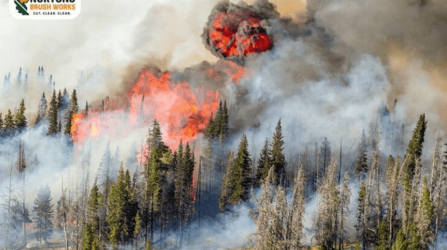 Forestry mulcher creating wide protective firebreak lane along timber perimeter