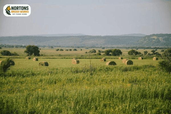 Lush open cattle pasture cleared of encroaching brush and thorns
