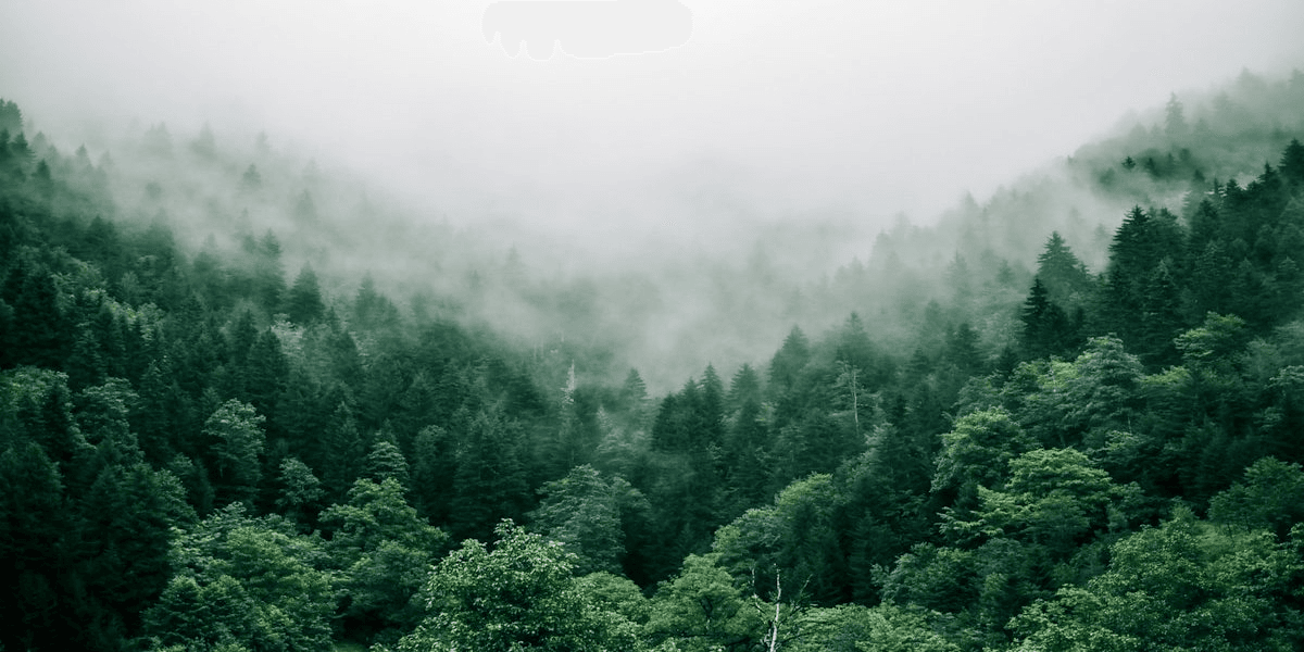 Healthy managed forest stand with optimal tree spacing after selective thinning